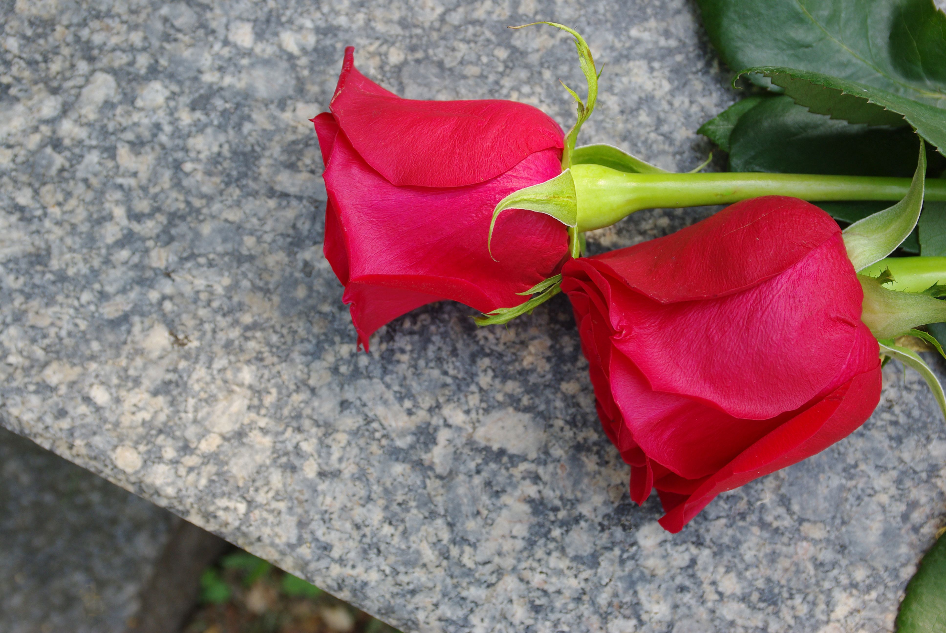 roses in memoriam